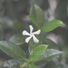 Load image into Gallery viewer, Valhalla : orange blossom + fig