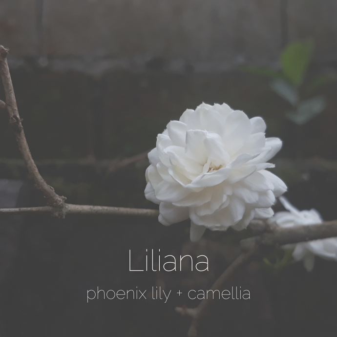 Liliana : phoenix lily + camellia